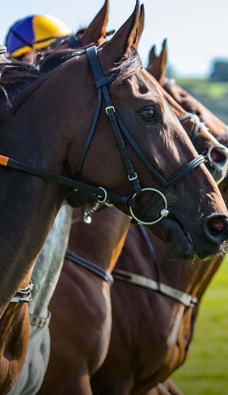 ３頭の競走馬が並んで走っている様子